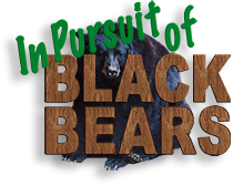Pursuit of the Black Bears