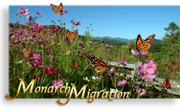 Monarch - Nature's Pilgrimage