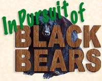 Pursuit of the Black Bears