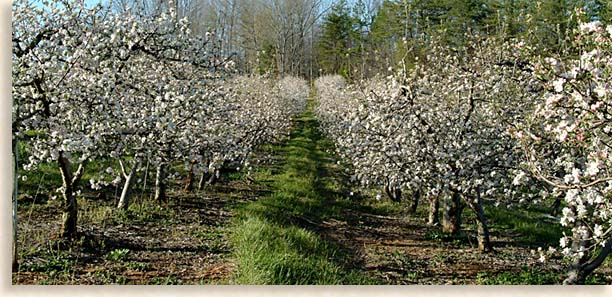 Mountain Apple Orchard