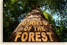 Giants of the Forest