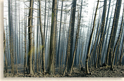 Forest Fires devastate wildlife and their habitats