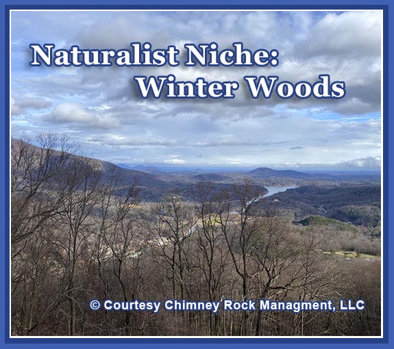 Naturalist Niche Series: Winter Woods