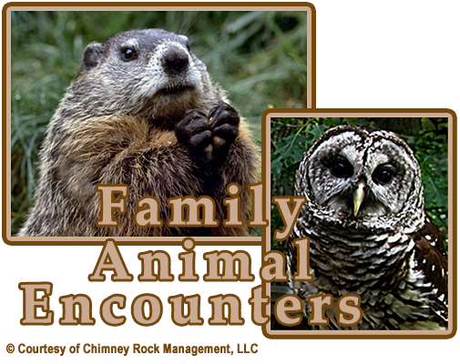 Chimney Rock Memorial Day Family Animal Encounters