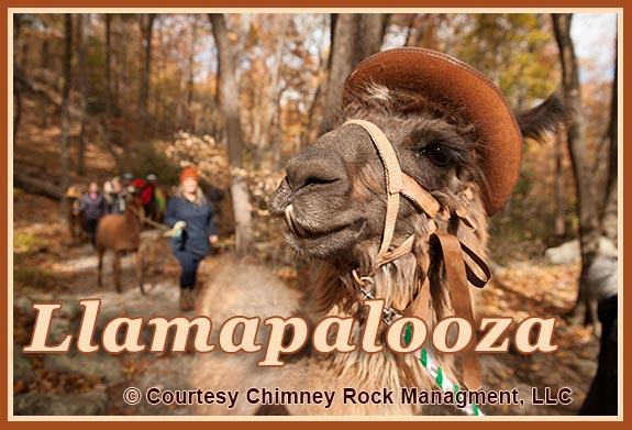 Llamapalooza