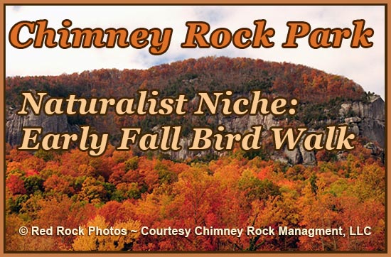 Naturalist Niche Series - Bird Walk