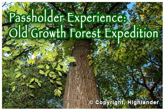 Old Growth Forest Expedition