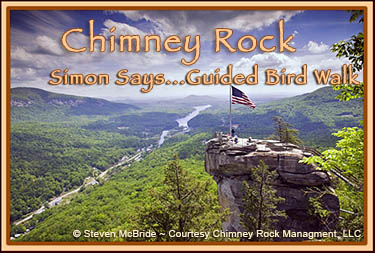Guided Bird Walks