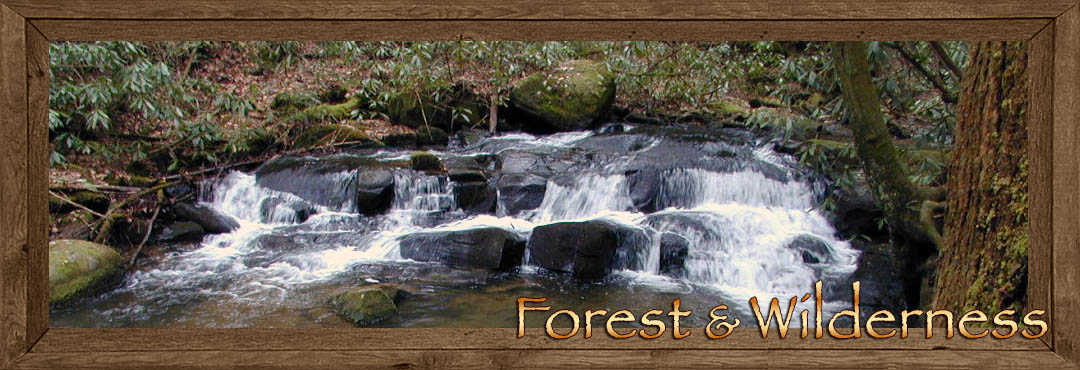 Forest & Wilderness surrounding Fannin County