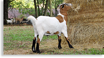 Reece' Apple House's Goat