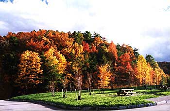 vivid autumn colors