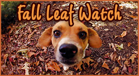 Fall Leaf Watch