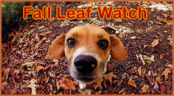 Lexi the Leaf Watching Hound