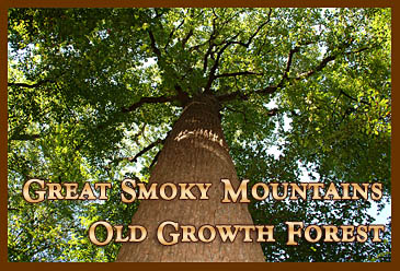 Great Smoky Mountains Old Growth Forest