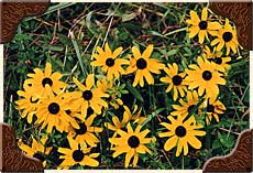 Black Eyed Susan