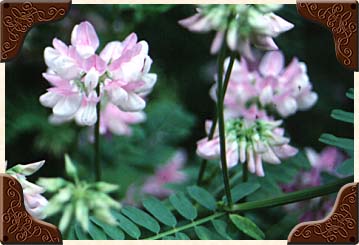 Crown Vetch