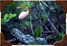 Lady Slipper