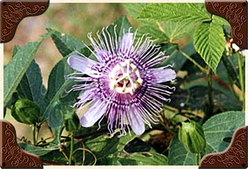 Passion Flower