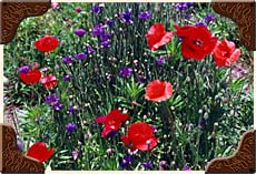 Poppys