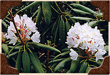 White Rhododendrum