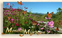 Monarch - Nature's Pilgrimage