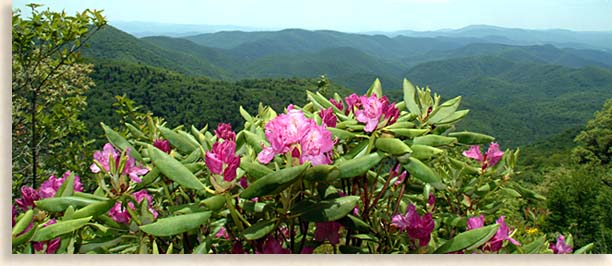 Blue Ridge Parkway and Rhododendrons