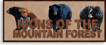 Black Bears Icons of the Mountain Forest