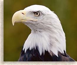 Bald Eagle