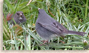 Parkway Bird Mates