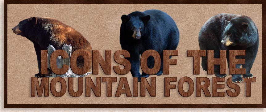 Black Bears Icons of the Mountain Forests