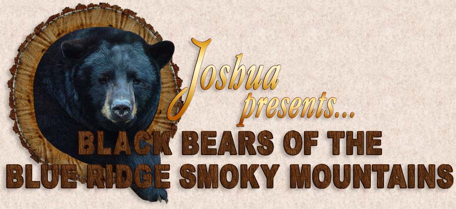 Black Bears of the Blue Ridge Smoky Mountains