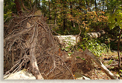 Giant Tree Down at Chimney Rock at Chimney Rock State Park