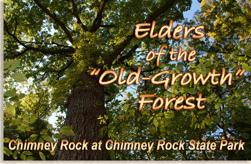 Elders of the Old Growth Forest at Chimney Rock State Park