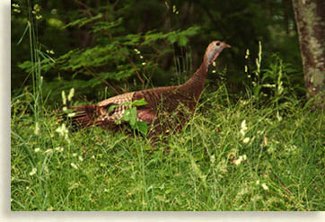 Wild Turkey on the Blue Ridge Parkway