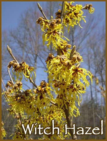 Witch Hazel