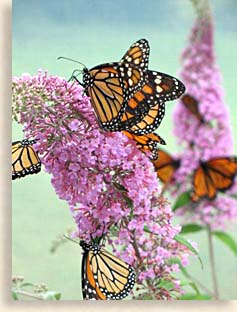 Butterfly Bush