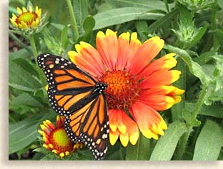 Blanket Flower Gaillardia