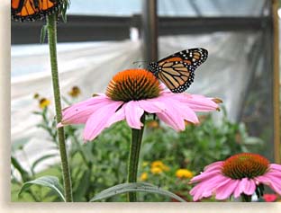 Purple Coneflower - Echinacea purpurea