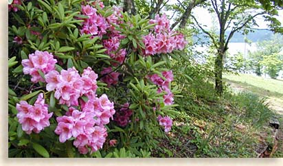 Hamilton Rhododendron Garden