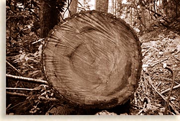 Logging destroying the forest