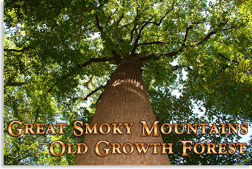Great Smoky Mountains Old Growth Forest
