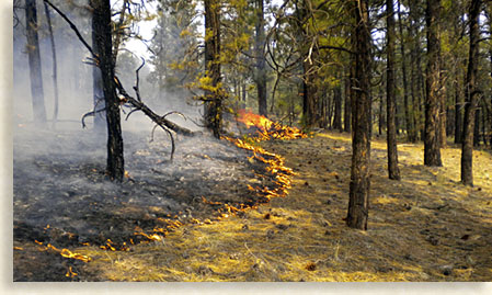Ground fire in the wildlands