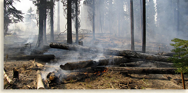 Smokey Bear...a Bear on a Mission