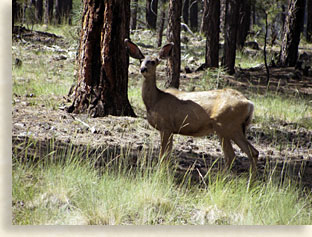 Mountain Wildlife