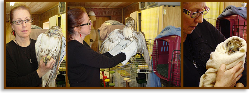 Liz Nicholas Wildlife Rehabilitator