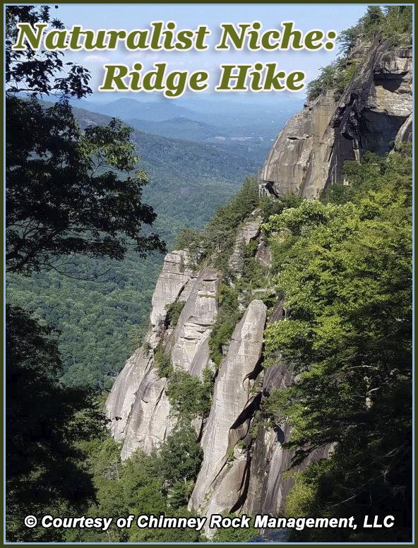 Naturalist Niche Series: Ridge Hike
