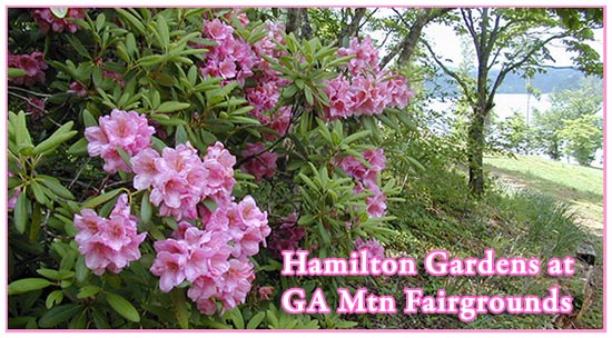 Hamilton Gardens Rhododendron Festival
