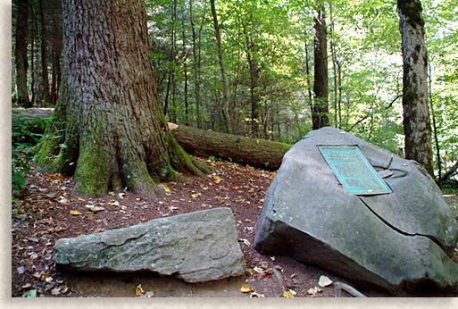 Joyce Kilmer Memorial Forest