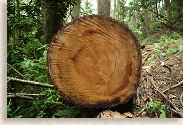 sawed log