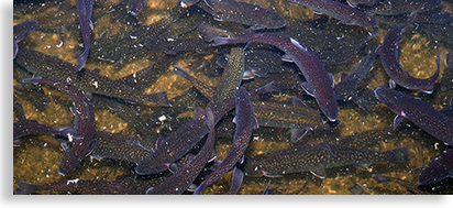 Chattahoochee National Fish Hatchery